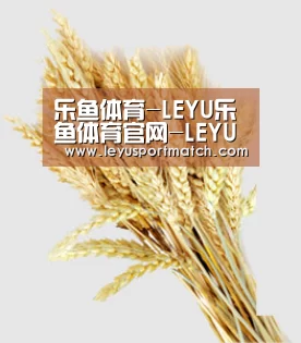乐鱼体育-LEYU乐鱼体育官网-LEYU SPORTS